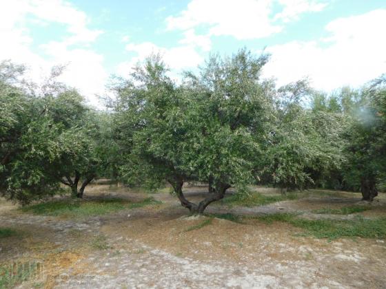Heraklion, Skalani - Myrtia area. For sale an area of 48.000 sqm with 1100 olive trees.